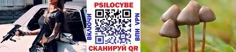 купить  цена  Беломорск  Псилоцибиновые грибы Cubensis 